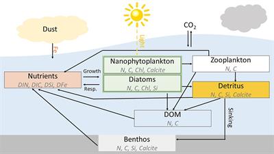 Uncertainties in ocean biogeochemical simulations: Application of ensemble data assimilation to a one-dimensional model